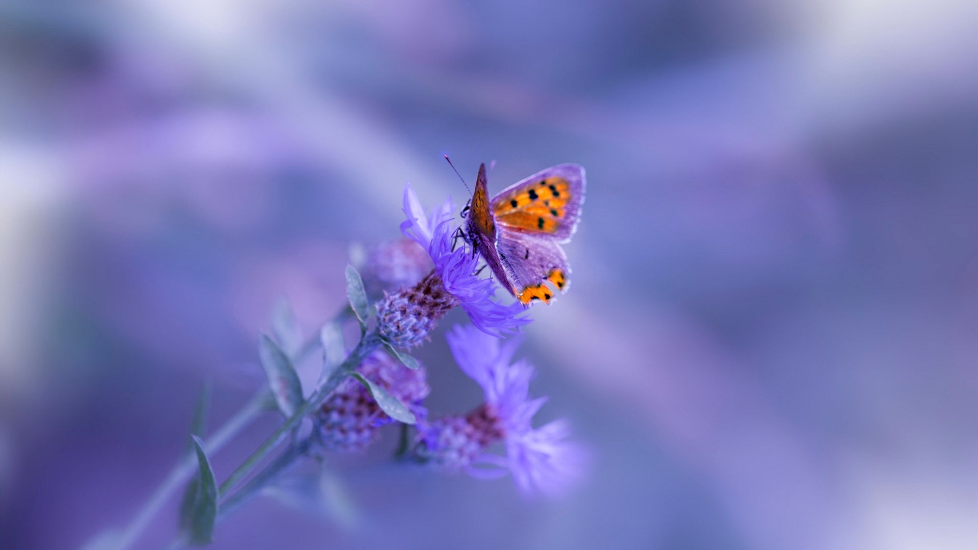 世界杯焦点战背后的黄蜂精神，当爆冷成为全球启示