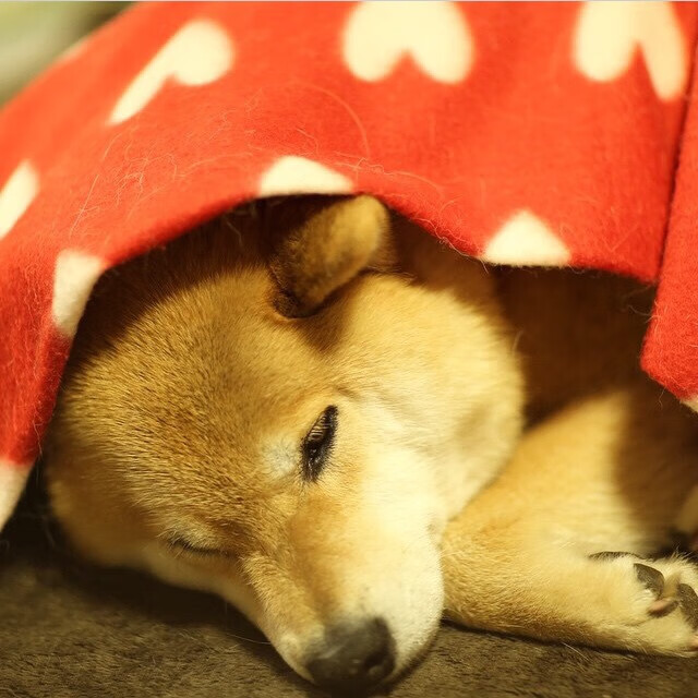 教科书般的切特,老鹰鏖战太阳,新星如何定义比赛